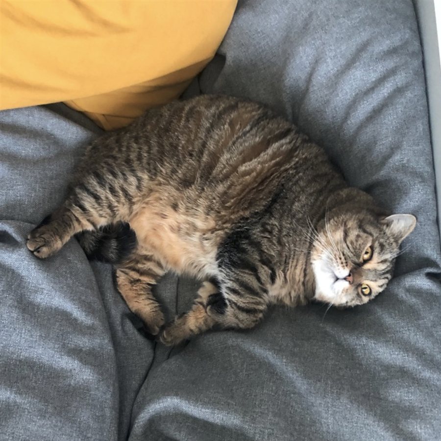 Питомец, с которым работает Fluffo