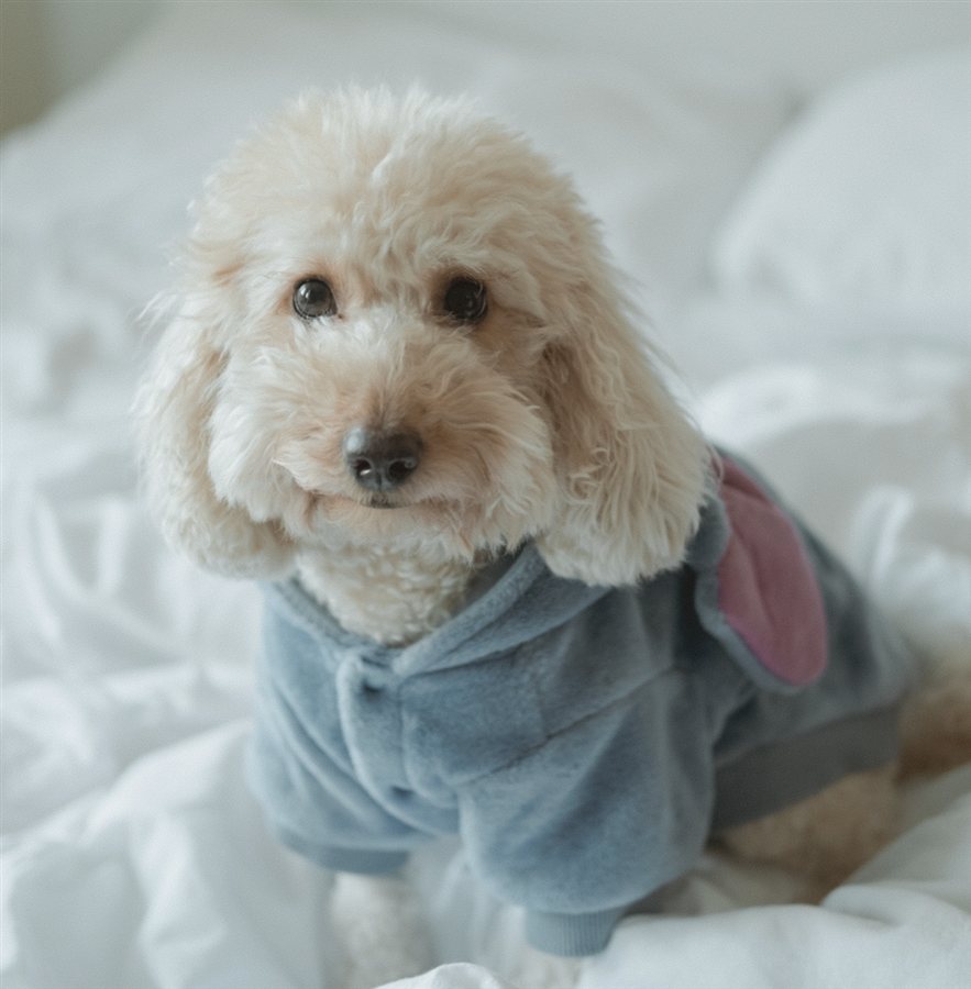Питомец, с которым работает Fluffo